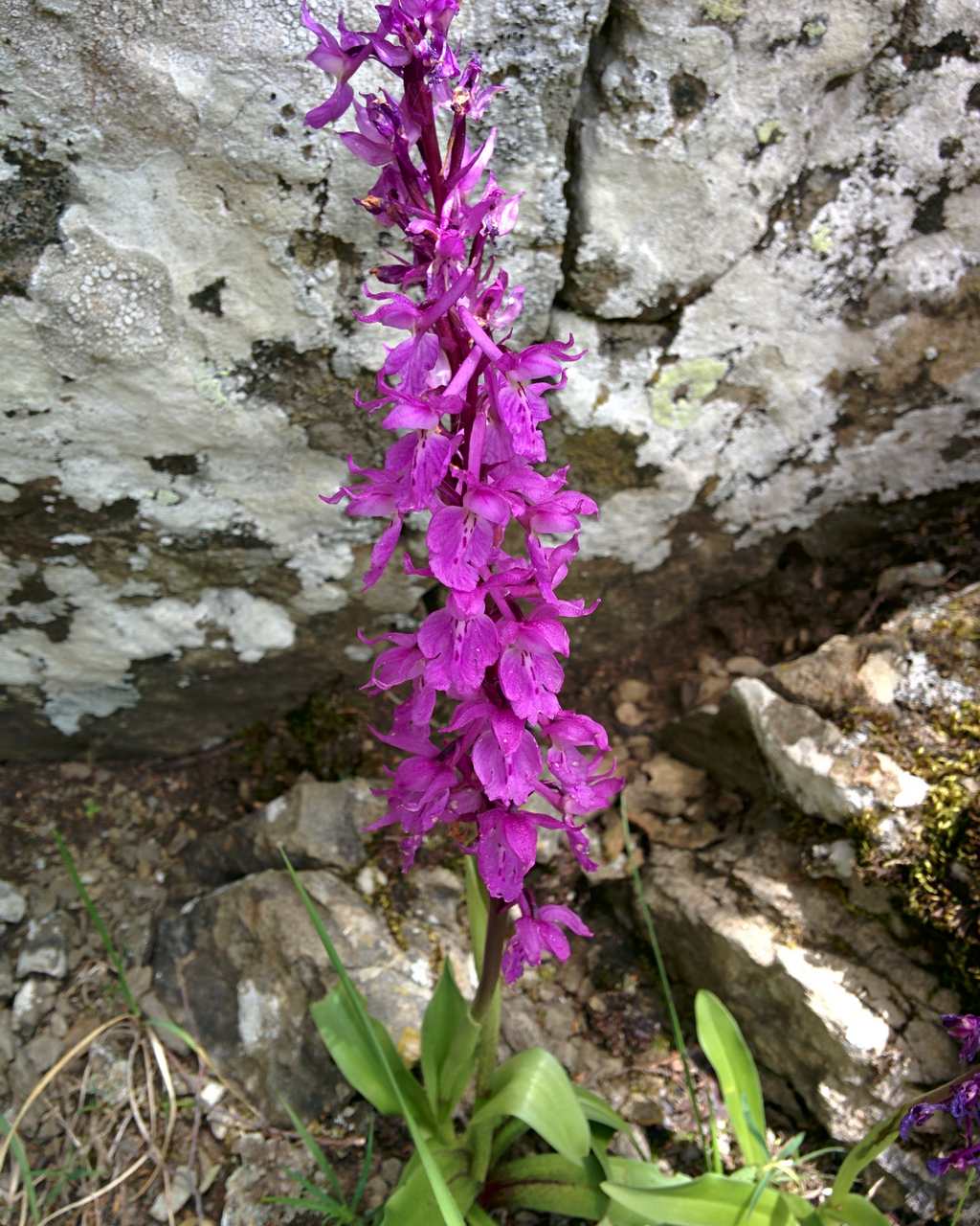 Orchis mascula subsp. speciosa